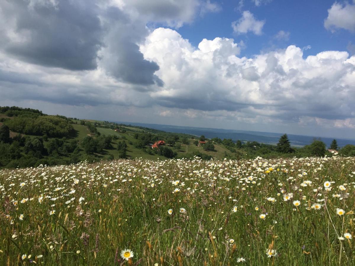 Rose Hip Hill Farm Bed & Breakfast Valea Tirnei Bagian luar foto