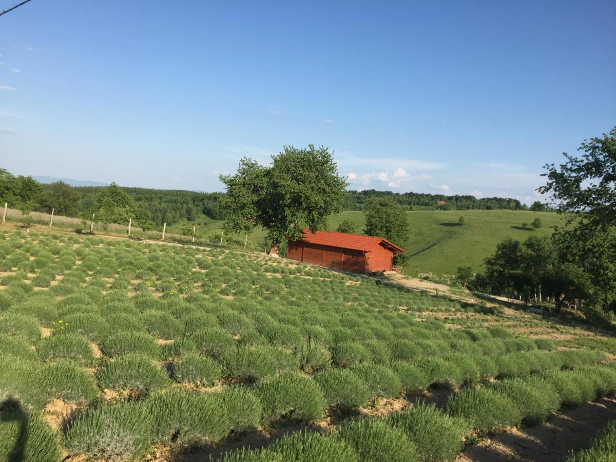 Rose Hip Hill Farm Bed & Breakfast Valea Tirnei Bagian luar foto