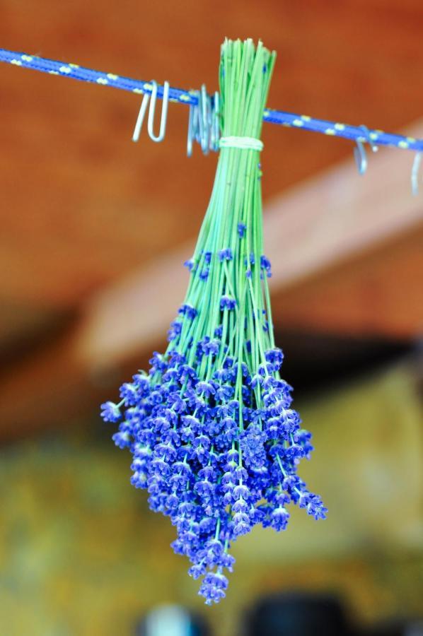 Rose Hip Hill Farm Bed & Breakfast Valea Tirnei Bagian luar foto